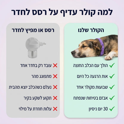 dogcollar-slot4